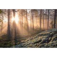 Papermoon Fototapete "CHRISTIAN LINDSTEN, NEBEL IM WALD MIT WEIßEM MOOS IM UNTERGRUND" von Papermoon