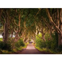 Papermoon Fototapete "Dark Hedges Tree Tunnel" von Papermoon