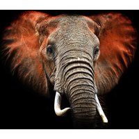 Papermoon Fototapete "Elefant" von Papermoon
