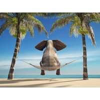 Papermoon Fototapete "Elefant auf Hängematte an Strand" von Papermoon