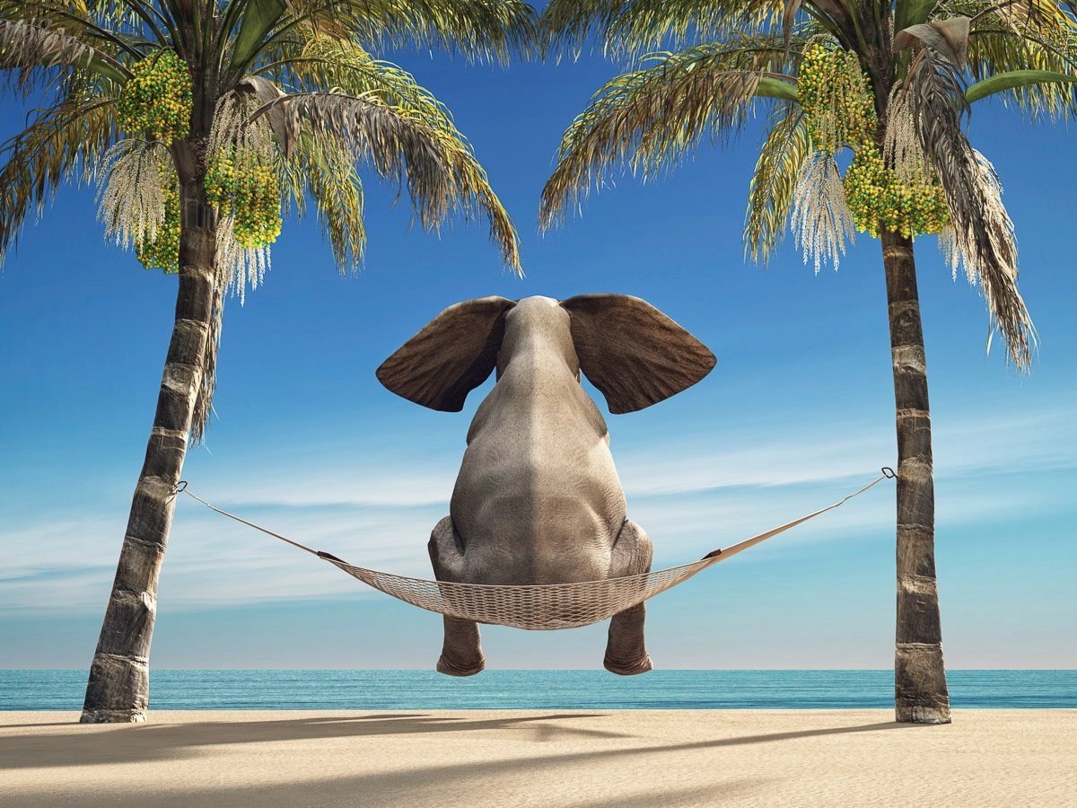 Papermoon Fototapete Elefant auf Hängematte an Strand von Papermoon