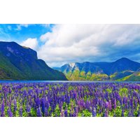 Papermoon Fototapete "FJORD-NORWEGEN GEBIRGE BLUMEN SONNE WALD FLUSS BÄUME" Papermoon Fototapete "FJORD-NORWEGEN GEBIRGE BLUMEN SONNE WALD FLUSS BÄUME" von Papermoon