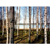 Papermoon Fototapete "Finnish Forest of Birch Trees" von Papermoon