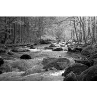 Papermoon Fototapete "Fluss im Wald Schwarz & Weiß" von Papermoon