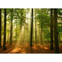 Papermoon Fototapete "Forest in the Morning" von Papermoon