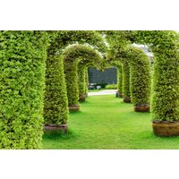 Papermoon Fototapete "GARTEN-ALLEE BLUMEN BÄUME PFLANZEN STEINE WALD PERGOLA" von Papermoon