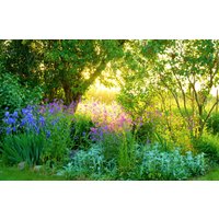 Papermoon Fototapete "GARTEN-BLUMEN BÄUME PFLANZEN PARK STEINE BLÜTEN WALD" von Papermoon