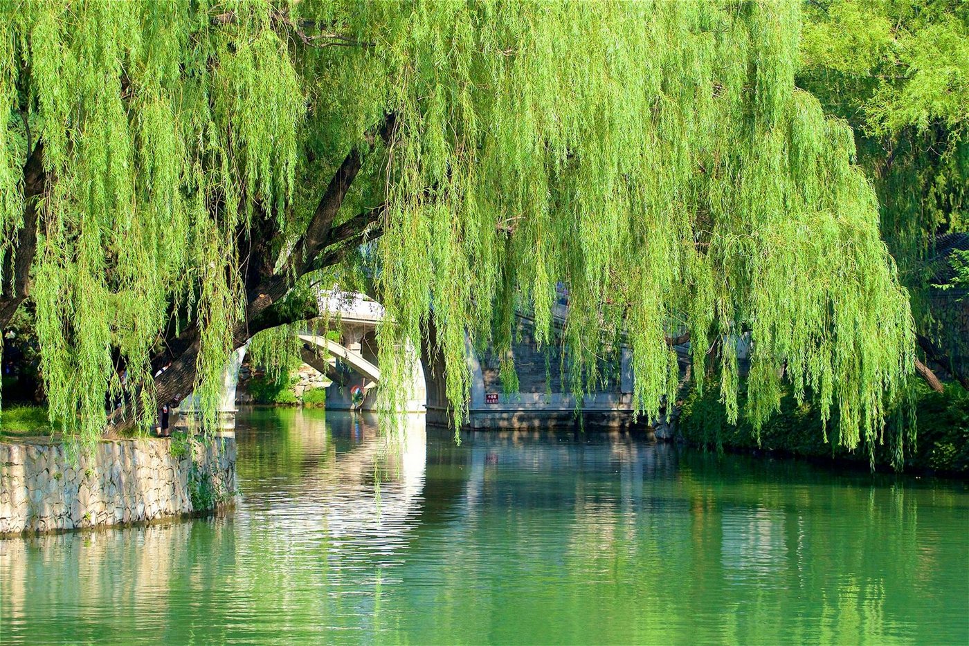 Papermoon Fototapete GARTEN-BLUMEN BÄUME PFLANZEN STEINE WALD PARK BLÜTEN von Papermoon