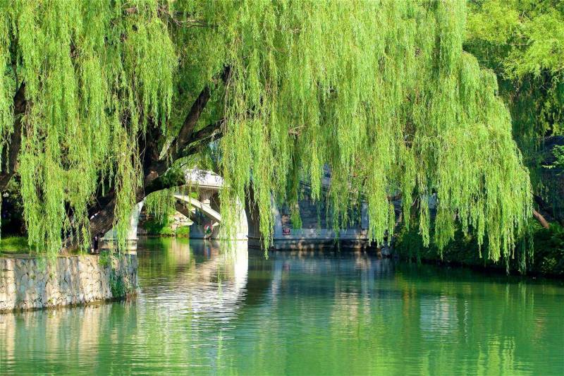Papermoon Fototapete GARTEN-BLUMEN BÄUME PFLANZEN STEINE WALD PARK BLÜTEN von Papermoon