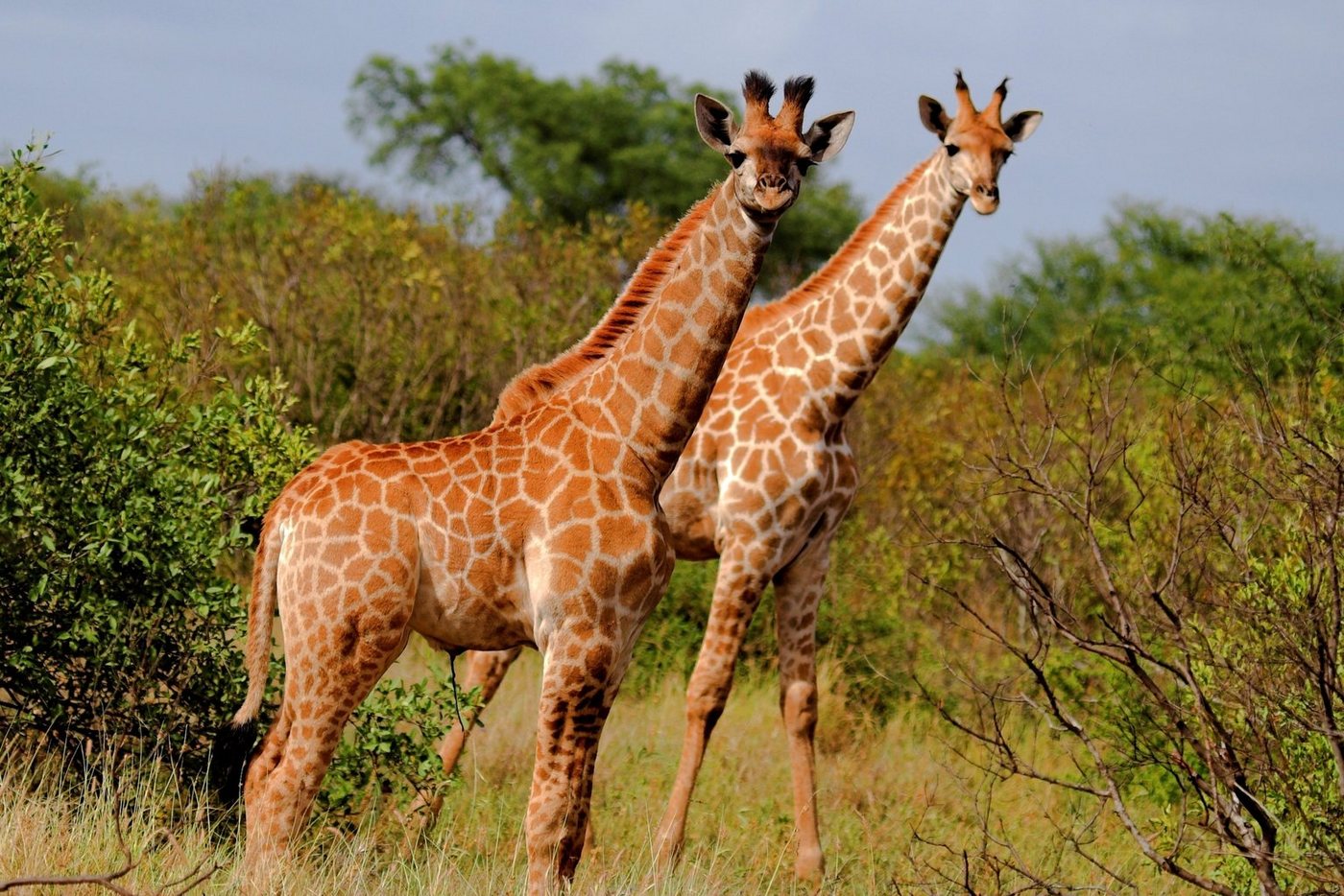 Papermoon Fototapete GIRAFFE-TIERE AFRIKA SAVANNE STEPPE SAHARA BÄUME NATUR von Papermoon