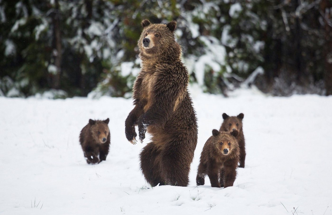 Papermoon Fototapete GRIZZLEY BÄR-MIT JUNGEN WINTER NATUR WILDE TIERE WALD von Papermoon