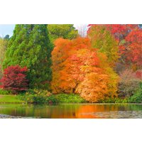 Papermoon Fototapete "HERBST-WALD-BAUM FLUSS BLUMEN NATUR PFLANZE SONNE WIESE" von Papermoon