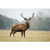 Papermoon Fototapete "HIRSCH-NATUR LANDSCHAFT WILD TIERE WALD BÄUME PFERDE" Papermoon Fototapete "HIRSCH-NATUR LANDSCHAFT WILD TIERE WALD BÄUME PFERDE" von Papermoon