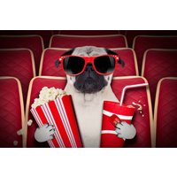 Papermoon Fototapete "Hund im Kino" von Papermoon