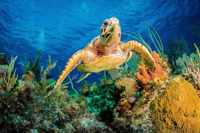 Papermoon Fototapete JAN ABADSCHIEFF, HAWKSBILL TURTLE SCHWIMMEN DURCH KARIBISCHES RIFF von Papermoon