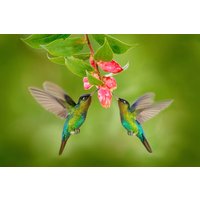 Papermoon Fototapete "KOLIBRIS-VÖGEL TIERE BLUME BLÜTE WALD BÄUME COSTA RICA" von Papermoon