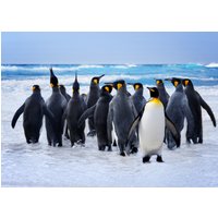 Papermoon Fototapete "King Penguins" von Papermoon