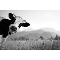 Papermoon Fototapete "Kuh Schwarz & Weiß" von Papermoon