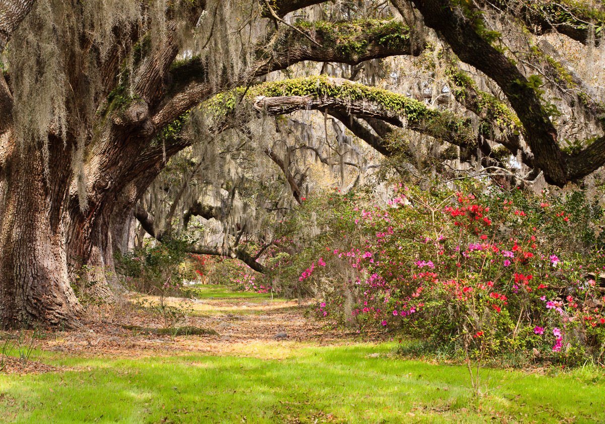 Papermoon Fototapete Live Oak Tunnel von Papermoon