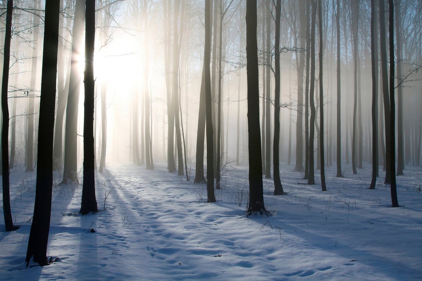 Papermoon Fototapete Misty Winter Forest, glatt von Papermoon