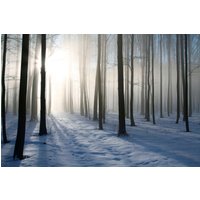 Papermoon Fototapete "Misty Winter Forest" von Papermoon