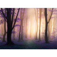Papermoon Fototapete "Mystic Fogga Forest" von Papermoon