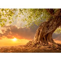 Papermoon Fototapete "Old Tree in Sunset" von Papermoon