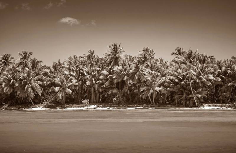 Papermoon Fototapete PALMEN-SCHWARZ WEIßWANDBILD PALME NATUR BÄUME MEER SEE Papermoon Fototapete PALMEN-SCHWARZ WEIßWANDBILD PALME NATUR BÄUME MEER SEE von Papermoon