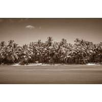 Papermoon Fototapete "PALMEN-SCHWARZ WEIßWANDBILD PALME NATUR BÄUME MEER SEE" Papermoon Fototapete "PALMEN-SCHWARZ WEIßWANDBILD PALME NATUR BÄUME MEER SEE" von Papermoon