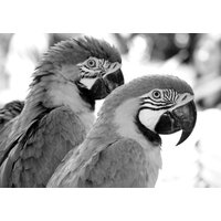 Papermoon Fototapete "Papagei Schwarz & Weiß" von Papermoon