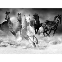 Papermoon Fototapete "Pferde Schwarz & Weiß" von Papermoon