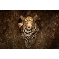 Papermoon Fototapete "Photo-Art OZKAN OZMEN, LEOPARD RUHT AUF EINEM BAUM IN MASAI MARA" von Papermoon