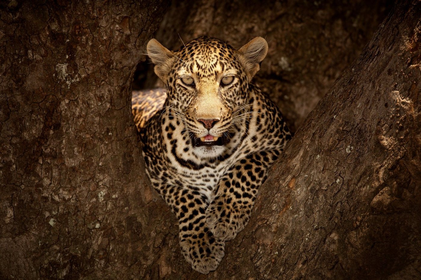 Papermoon Fototapete Photo-Art OZKAN OZMEN, LEOPARD RUHT AUF EINEM BAUM IN MASAI MARA von Papermoon