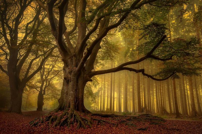 Papermoon Fototapete Photo-Art PIET HAAKSMA, ALTER BAUM Papermoon Fototapete Photo-Art PIET HAAKSMA, ALTER BAUM von Papermoon