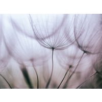 Papermoon Fototapete "Purple Abstract Dandelion" von Papermoon