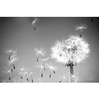 Papermoon Fototapete "Pusteblume Schwarz & Weiß" von Papermoon