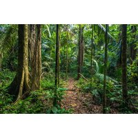 Papermoon Fototapete "REGEN-WALD-AMAZONAS PERU MANO PARK WEG BÄUME SYDAMERIKA" von Papermoon
