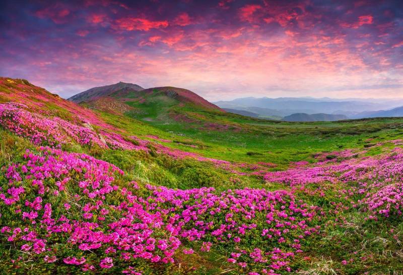 Papermoon Fototapete Rhododendron Blumen von Papermoon