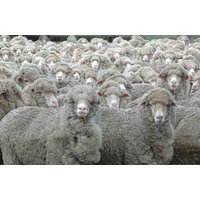 Papermoon Fototapete "SCHAFE-TIERE MUSTER FUN DECOR ABSTRAKT BAUERNHOF VIEH" Papermoon Fototapete "SCHAFE-TIERE MUSTER FUN DECOR ABSTRAKT BAUERNHOF VIEH" von Papermoon