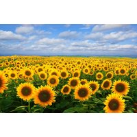 Papermoon Fototapete "SONNENBLUMEN-BLUMEN FELD PFLANZE DEKOR NATUR MUSTER" von Papermoon