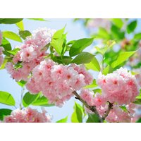 Papermoon Fototapete "Sakury Cherry Blossom" von Papermoon