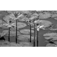 Papermoon Fototapete "Seerosen, Teich, Blüten, Blätter Schwarz & Weiß" von Papermoon