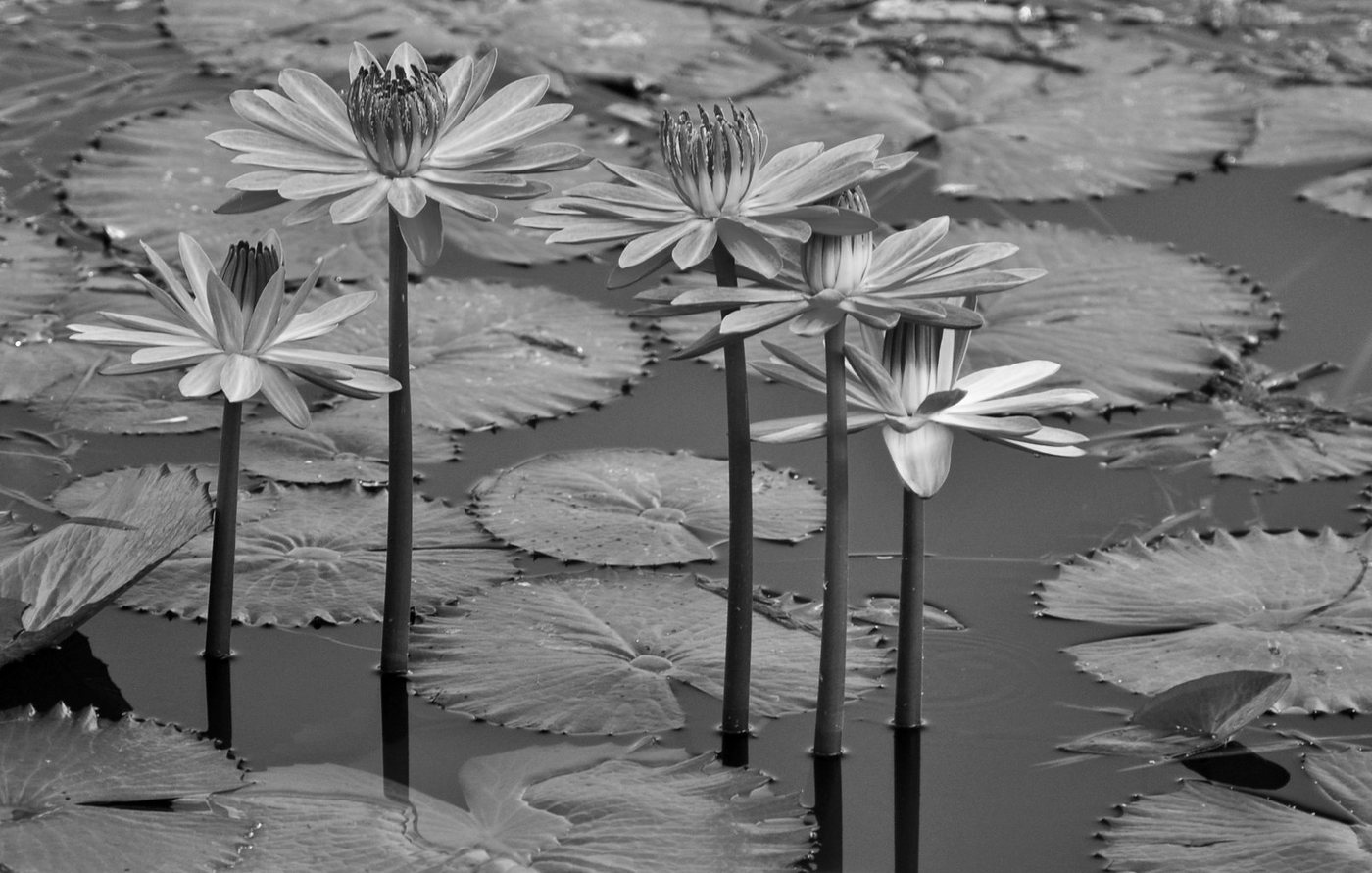 Papermoon Fototapete Seerosen, Teich, Blüten, Blätter Schwarz & Weiß von Papermoon