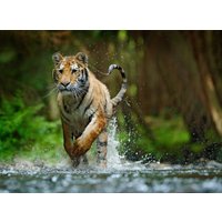Papermoon Fototapete "Siberian Amur Tiger" von Papermoon
