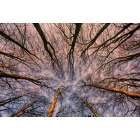 Papermoon Fototapete "Sonnenaufgang durch den Wald" von Papermoon