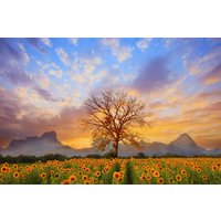Papermoon Fototapete "Sonnenblumen Dusky Sky", Vliestapete, hochwertiger Digitaldruck, inklusive Kleister von Papermoon