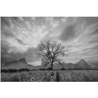 Papermoon Fototapete "Sonnenblumenfeld mit Baum Schwarz & Weiß" von Papermoon