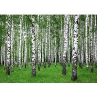 Papermoon Fototapete "Summer Birch Forest" von Papermoon