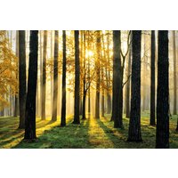 Papermoon Fototapete "Sunny Forest" von Papermoon