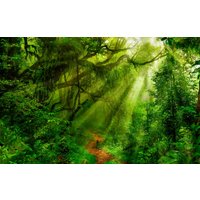 Papermoon Fototapete "TROPISCHER WALD-BAUM DSCHUNGEL SONNE WEG PALMEN BACH" von Papermoon
